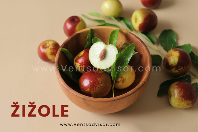 Žižole: The Ancient Fruit with Modern Wellness Benefits